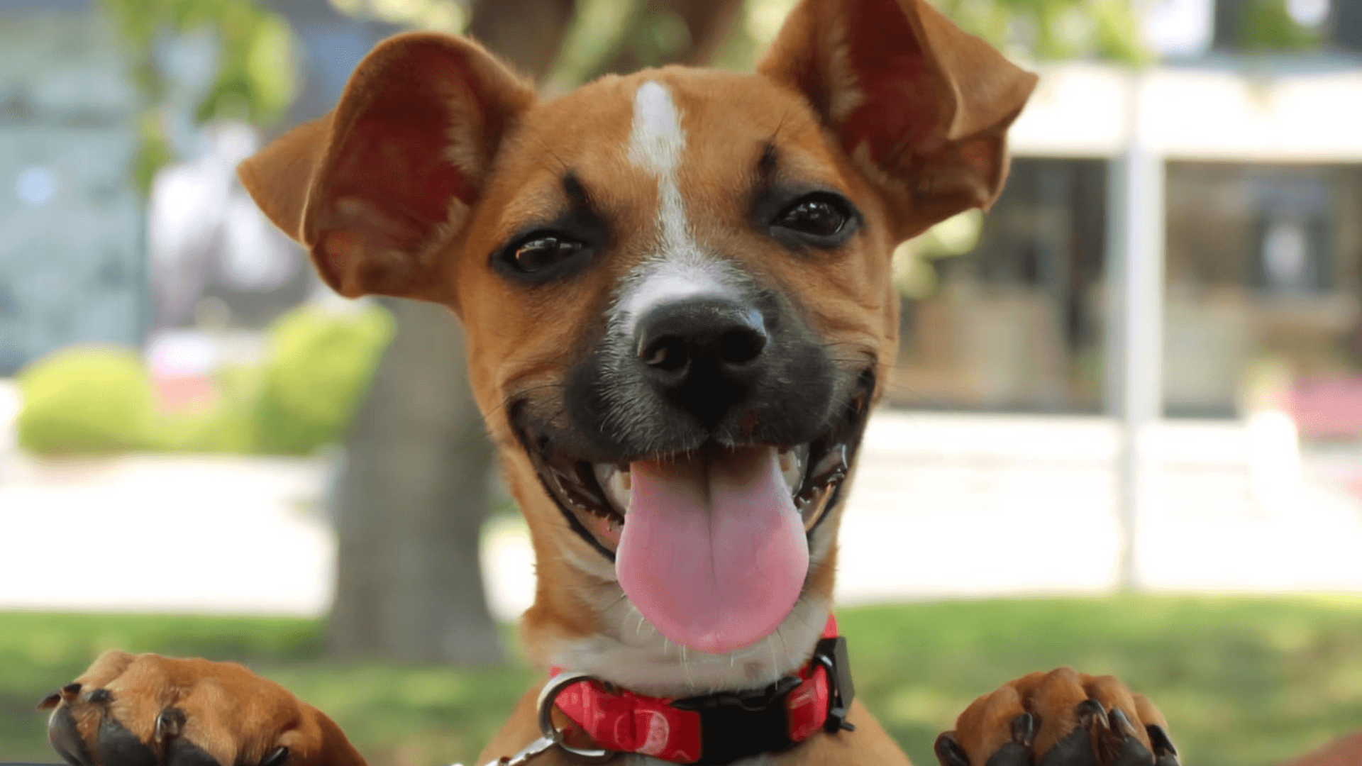 PRODAN, un modelo de compasión y acción